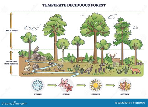 Temperate Deciduous Forest Tree and Shrub Foliage Description Outline Diagram Stock Vector ...