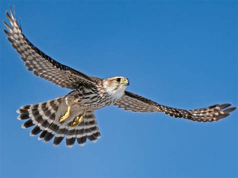 Merlin Bird Facts (Falco columbarius) | Bird Fact