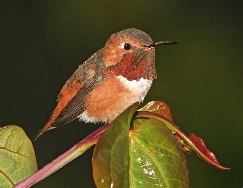 Allen's Hummingbird, identification, coloration, size, breeding range, photographs