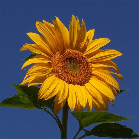 A Single Sunflower in a Square Photograph by Holly Eads - Pixels