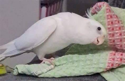 COCKATIELS TALKING TO EACH OTHER: Translating Bird Talk