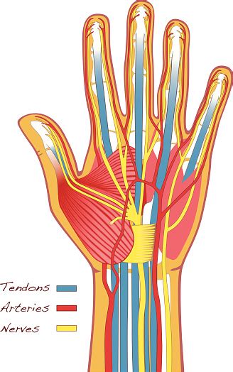 Anatomi Tangan Manusia Ilustrasi Stok - Unduh Gambar Sekarang - Anatomi ...