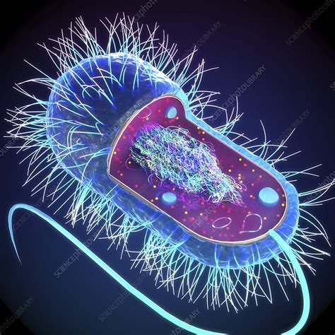 Prokaryotic cell structure, illustration - Stock Image - F033/5746 ...