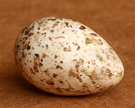 Small White Bird Eggs With Brown Spots - art-herpity