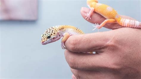 Male vs. Female Geckos (How to Tell them Apart) - Fur, Wings, & Scaly Things