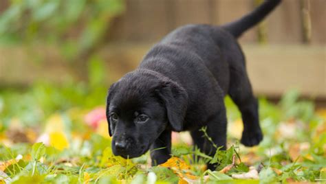 Puppy Training Schedule: Ages and Stages in Labrador Puppy Training