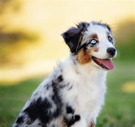 Australian Shepherd Training