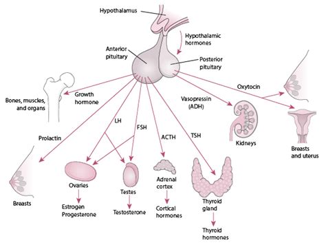 Overview of the Endocrine System - Endocrine and Metabolic Disorders - MSD Manual Professional ...