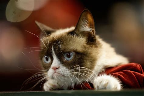 Grumpy Cat Cause Of Death: Instagram Sensation Dead At 7 | IBTimes