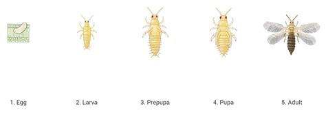 Western Flower Thrips Life Cycle | Best Flower Site