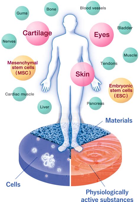 What is Tissue Engineering? | Japan Tissue Engineering Co., Ltd. (J-TEC)