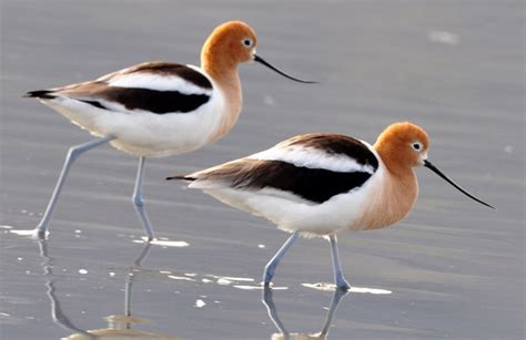 American Avocet - American Bird Conservancy