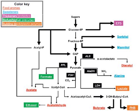 Lactic Acid Bacteria Fermentation - Profacgen