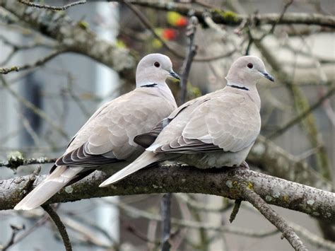 Eurasian Collared-Dove | Celebrate Urban Birds