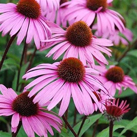 Echinacea Seeds Echinacea purpurea Packet of 100 Seeds | Etsy