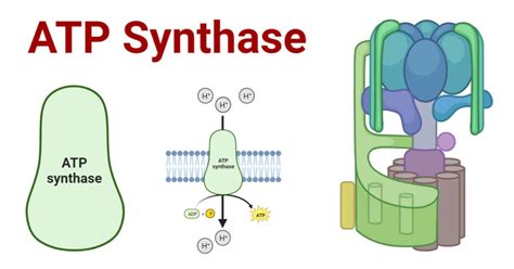 ATP Synthase: Structure, Mechanism, Significances