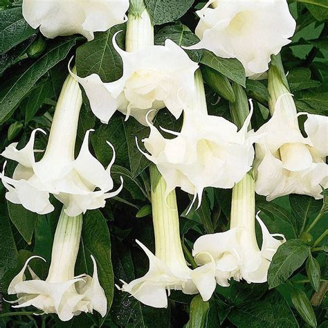 Angels Trumpets 'Fragrant White' plants | Thompson & Morgan | Angel ...