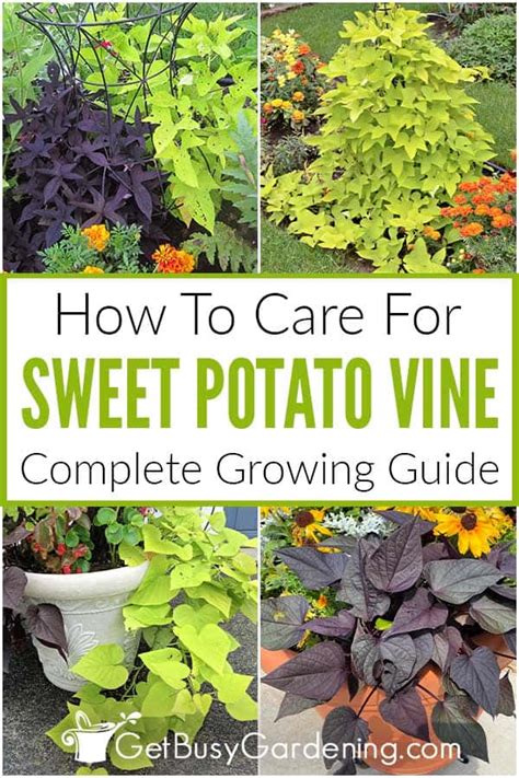 Sweet Potato Vine Plant Care & Growing Guide