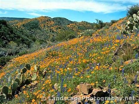 Sonoran Desert Wildflowers - Landscapephotography.net