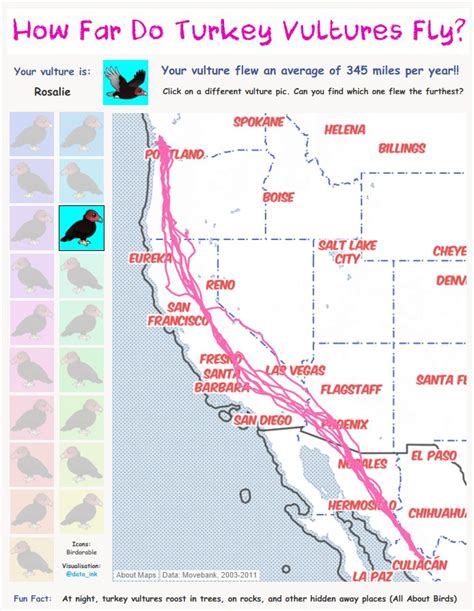 Week 4: Migration of Turkey Vultures in North and South America | Makeover Monday