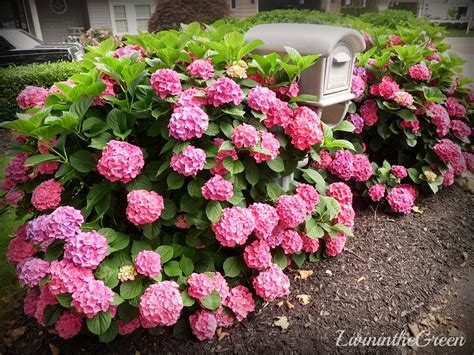 Livin' In The Green: Hydrangeas: Amazing Color for the Shade