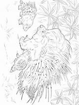 Porcupine coloring Pages sketch template