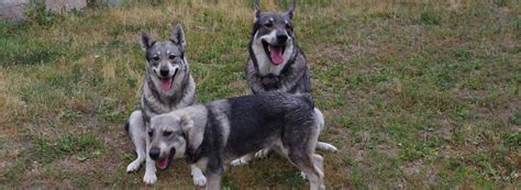 Norwegian and Swedish Elkhound Puppies