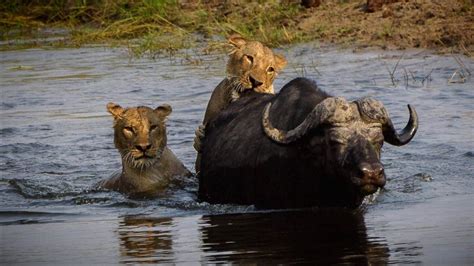 Chobe National Park - Lions attack Buffalo - Oct 10, 2016 - YouTube