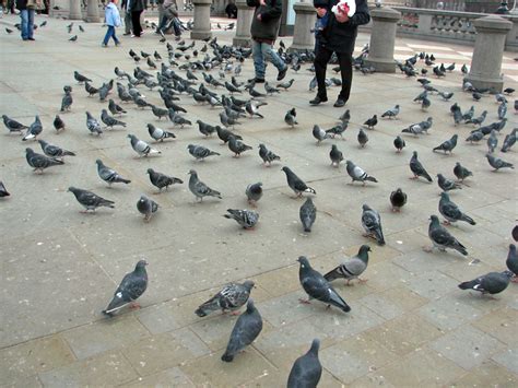 Feeding Pigeons in Trafalgar Square - Seattle's Travels