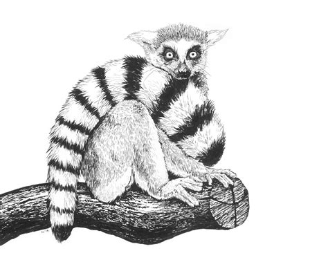 Lemur Drawing Wallpaper - Happywall