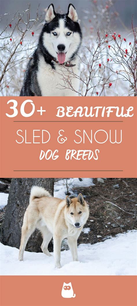 30+ Snow Dog Breeds - SLED Dog Breeds - List with Photos! | Dog breeds, Dog breeds list, Snow dogs