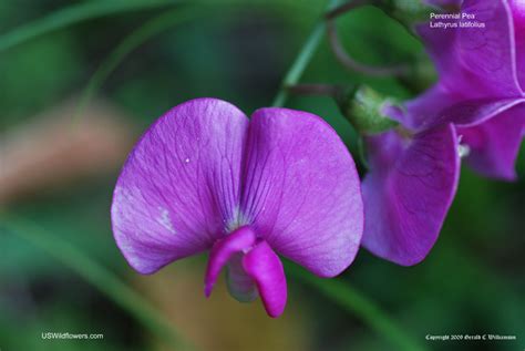 US Wildflower - Perennial Pea, Sweet Pea, Everlasting Pea - Lathyrus ...