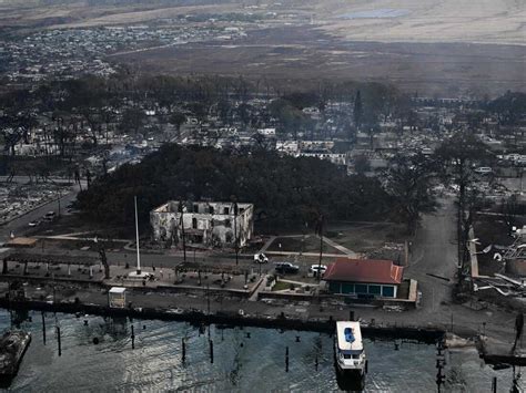 Maui fire: Historic Lahaina banyan tree appears to be scorched but ...