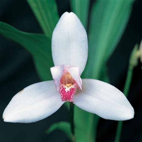 Monja Blanca | Guatemala's national flower, Lycaste Skinneri… | Flickr