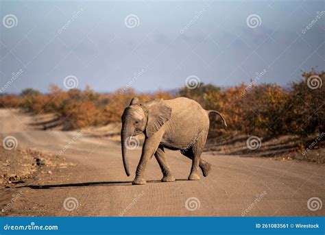 Baby Elephant Walking in a Safari on a Sunny Day Stock Image - Image of ...