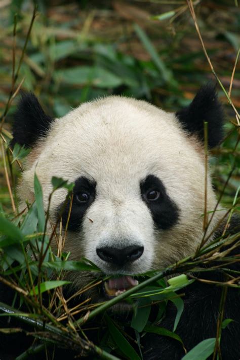 Giant Panda Behavior - BioExpedition