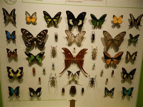 Montreal Insectarium - All You Need to Know BEFORE You Go - Updated 2018 (Quebec) - TripAdvisor