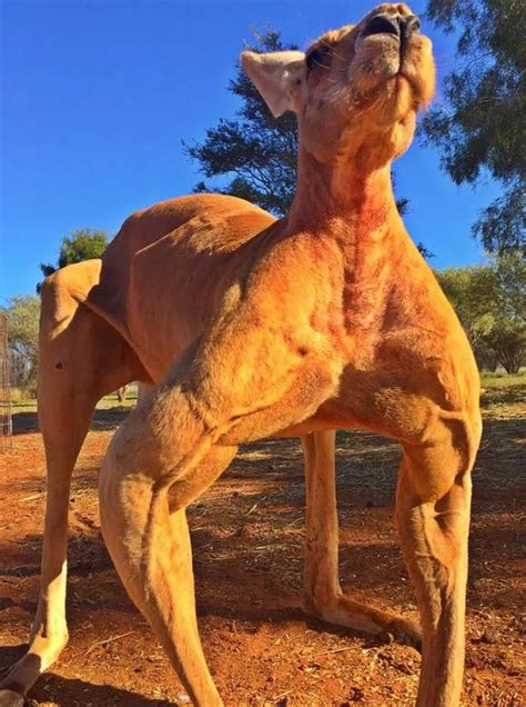 Roger the muscle-bound kangaroo is back and he's even BIGGER than ever - Mirror Online