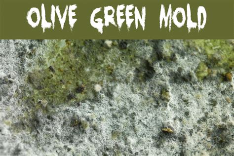 What Color Is Mold? | Mold Help For You