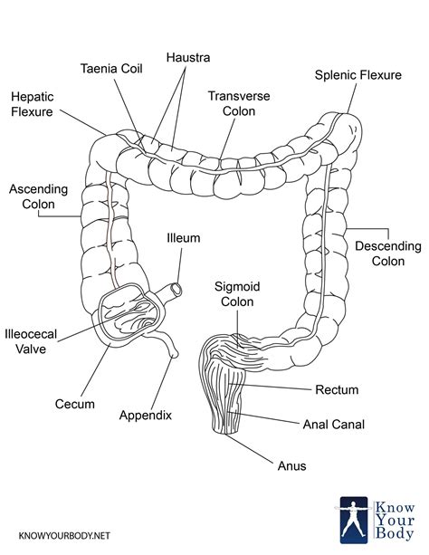 Large Intestine - Function, Parts, Length, Anatomy and FAQs