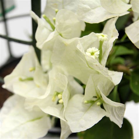 BOUGAINVILLEA WHITE 20cm / 200mm