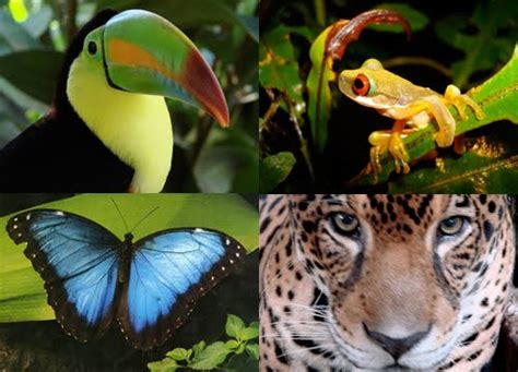 Amazon Rainforest Animals - Amazon Rainforest Photo (33124885) - Fanpop