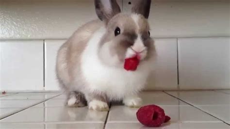 Rabbit Eating Raspberries