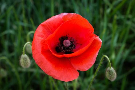 500+ Poppy Pictures [HD] | Download Free Images on Unsplash