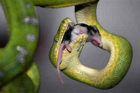 Brett Cole Photography | Green tree python (Morelia viridis) eating a mouse, National Zoo ...