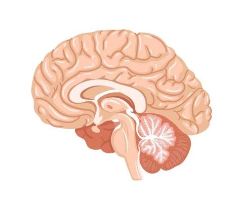 Diagram of A level Biology - Brain | Quizlet