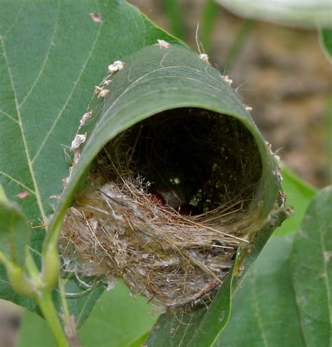 The Aptly-Named Tailorbirds Are Extraordinary Seamstresses