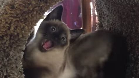 If this kitten's excited face doesn't make you smile, nothing will ...