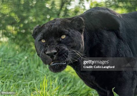 Black Panther Hunting Photos and Premium High Res Pictures - Getty Images