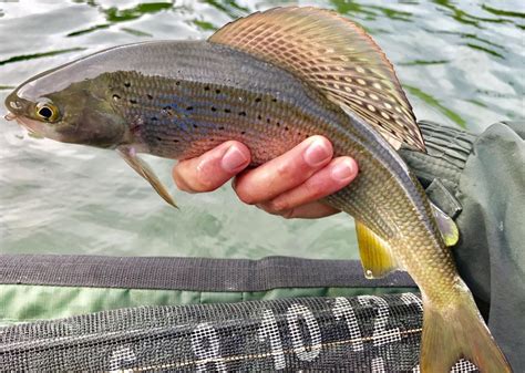 Record Fish Caught in Alaska | Stacker